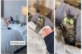 TikTok Is Obsessed With This Guy and His Cat Having a Relaxing Spa Day Together